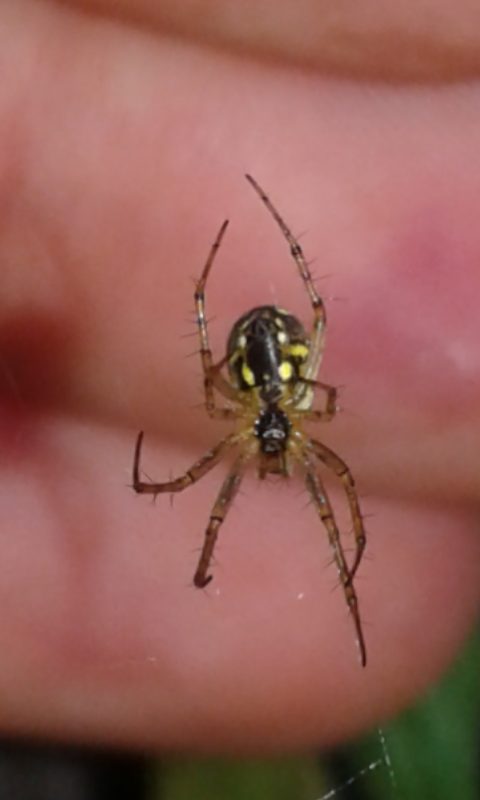 Araneidae : Mangora acalypha?
